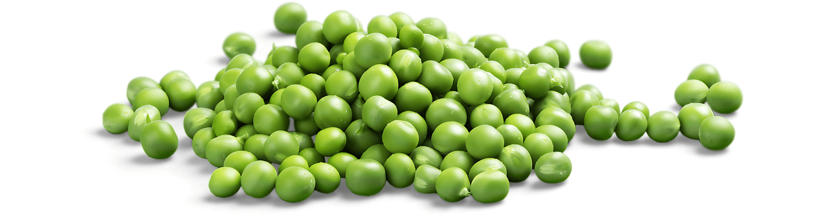 Pea Protein Benefits