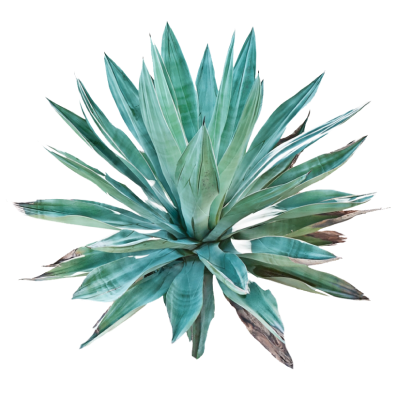 Agave