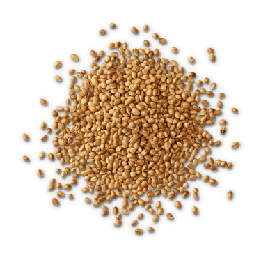 Hemp Seed Protein